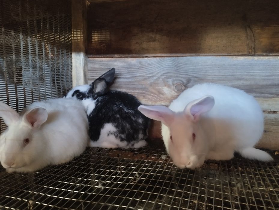 Кролики  різних вікових категорій