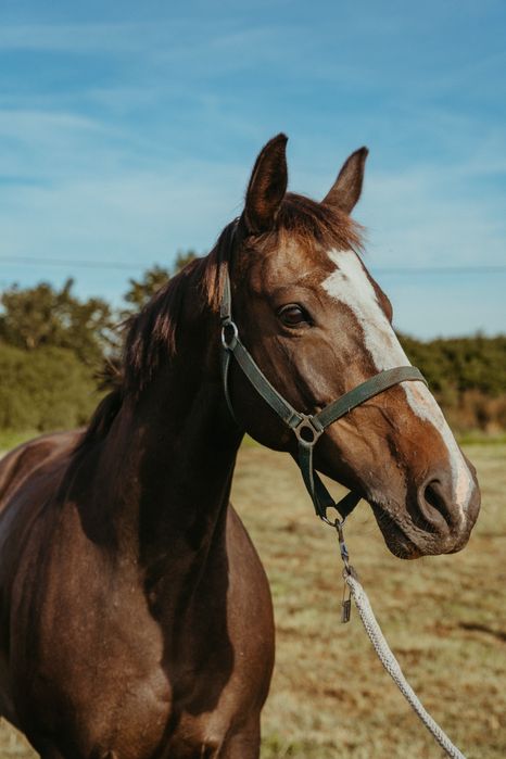 Klacz Wielkopolska Profesor