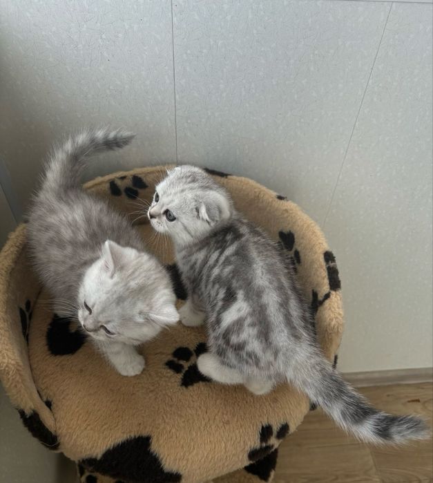 Продам кошеняток