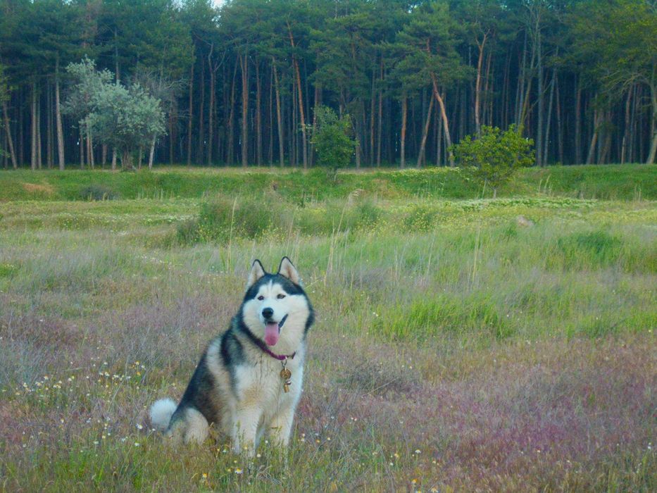 Кобель хаски ищет подругу