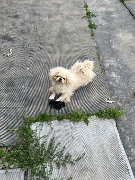 Хлопчик пекінесик