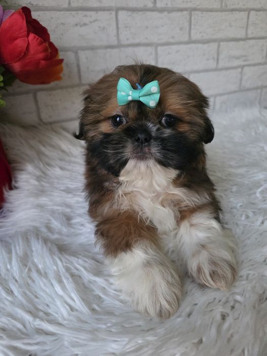 Shih Tzu suczka 2 msc
