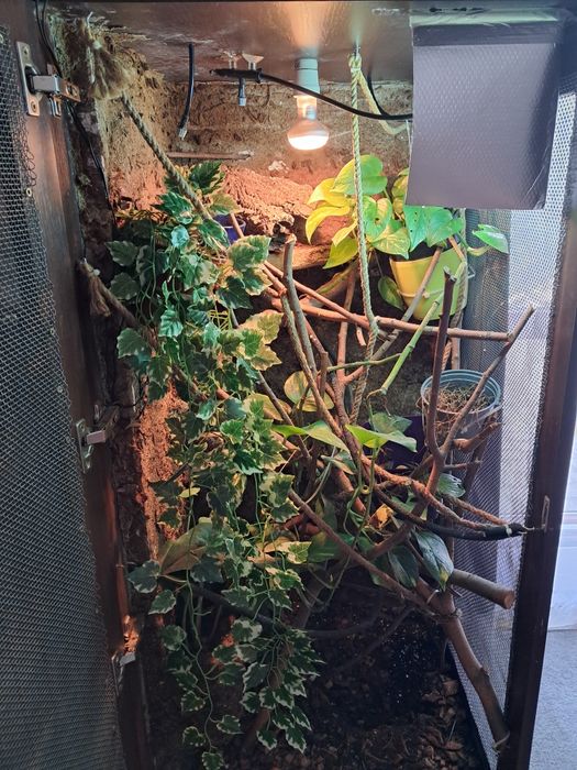 Duże terrarium dla gada, jaszczurki, kameleona, cały zestaw, 145x60x60