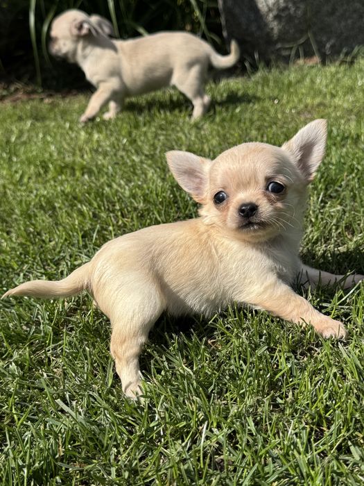 Długowłosy piesek chihuahua xxs
