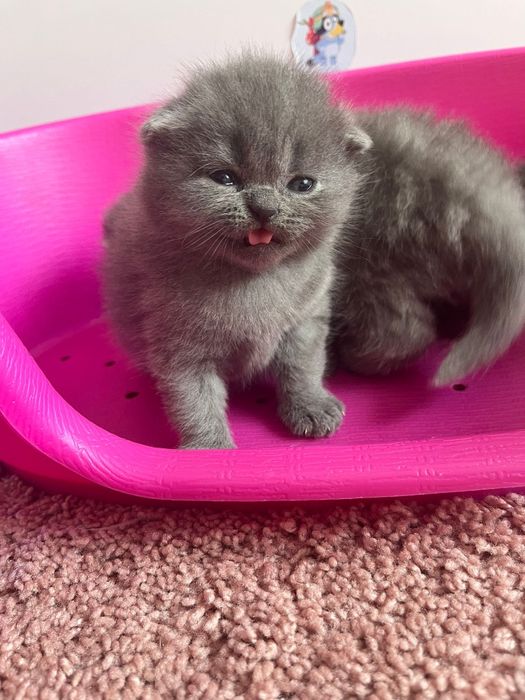 Gatinhos scottish fold