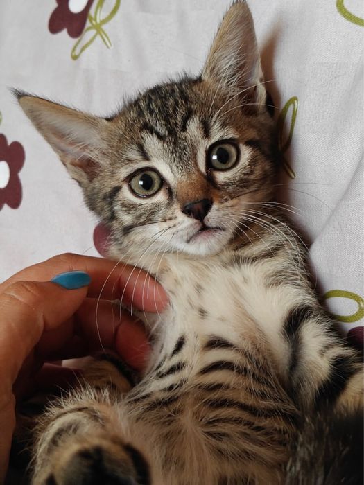 Кошеня дівчинка 2-2,5 міс