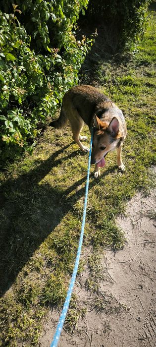 Oddam pieska w dobę ręce