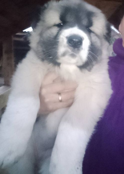 Кавказкая овчарка