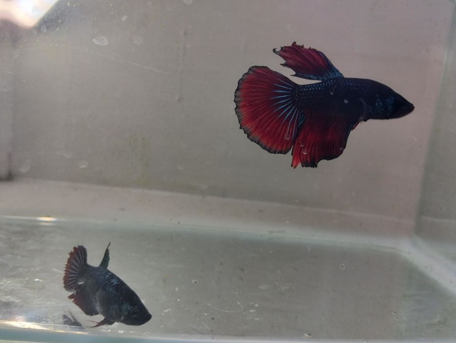 Casais de bettas