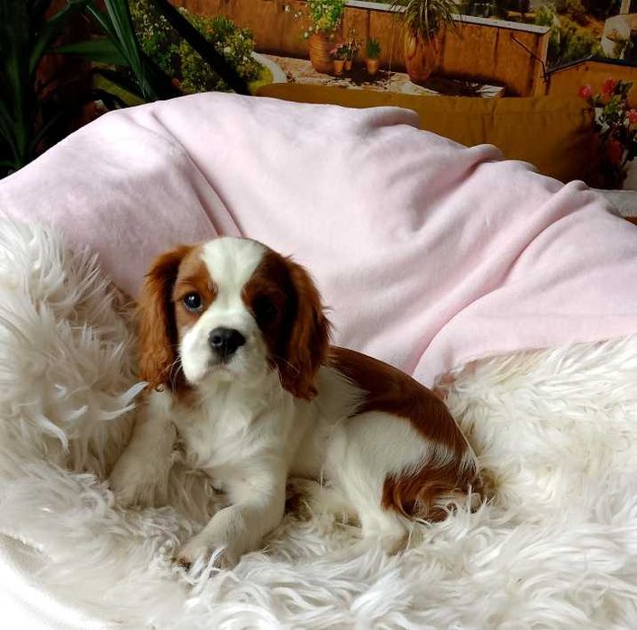 Cavalier King Charles Spaniel dziewczynka
