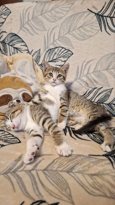 Кошенята. Хлопчик та дівчинка.