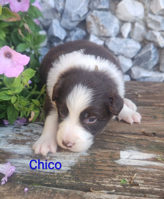 Border collie piesek czekoladowo biały przebadani rodzice