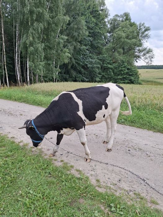 sprzedam jalowki pod zacielenie