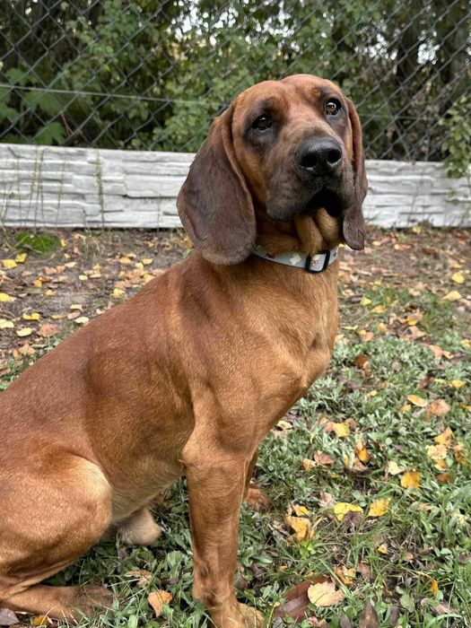 posokowiec bawarski  Ramal waga 20 kg w schronisku w lututowie