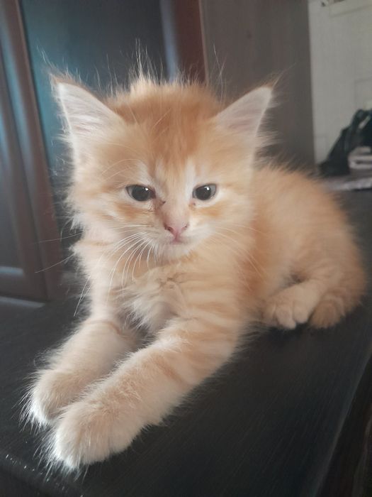 Котята бесплатно