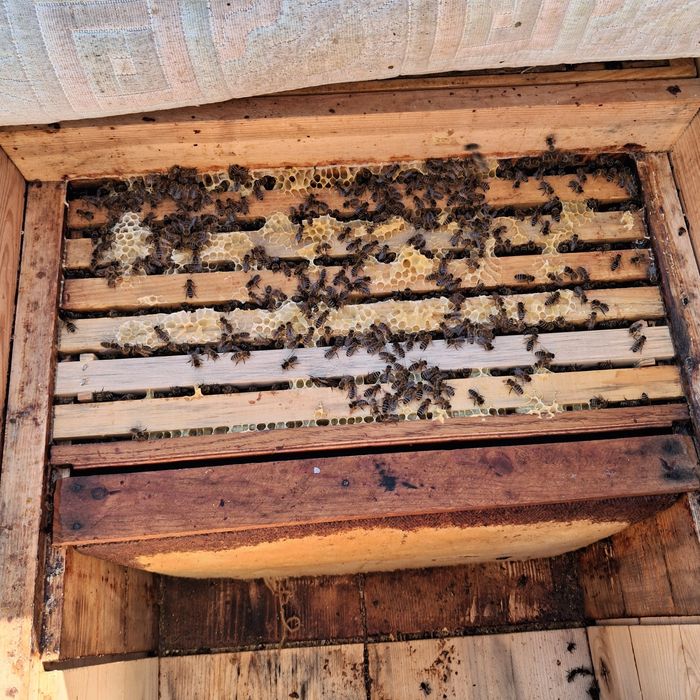 Продаж   бджолопакети