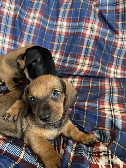 цуценя такси, стандартний, хлопчик