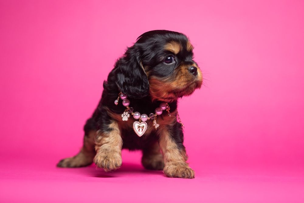 Cavalier King Charles Spaniel * Dziewczynka Fleur de Lys