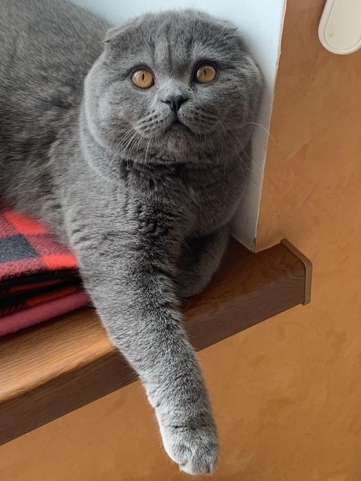 Scotish strait е fold para acasalar