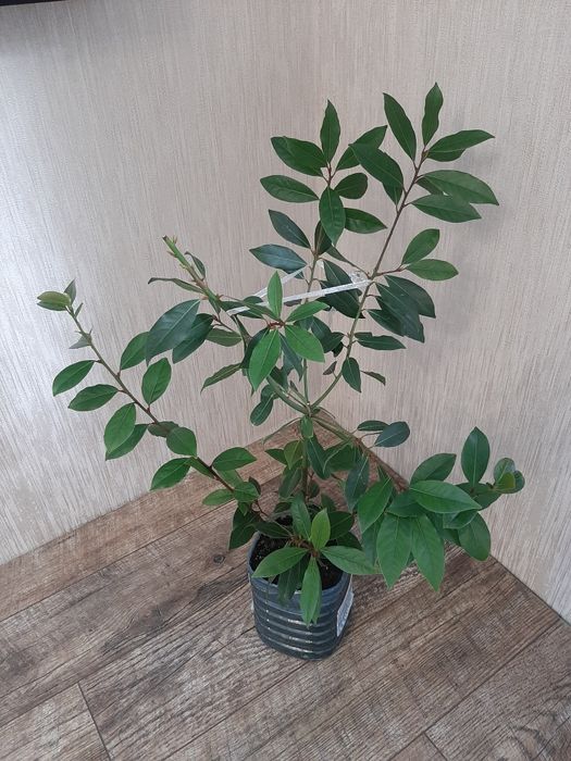 Лавр домашній вирощений із гілочки