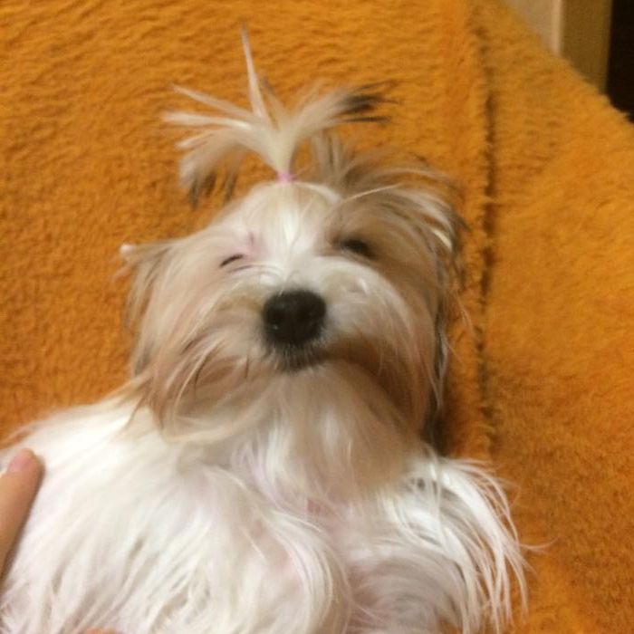 Бивер йорк йоркширский терьер стандарт с курносым носиком ВЯЗКА )