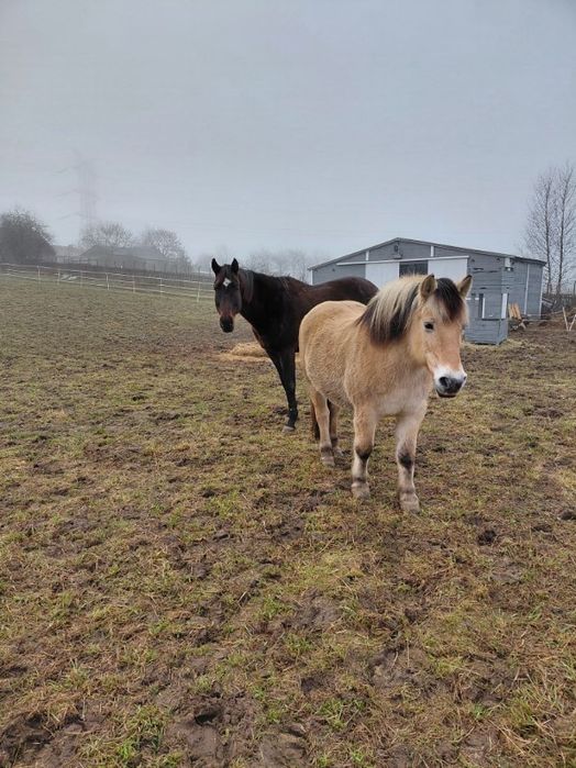 Obornik koński za darmo !
