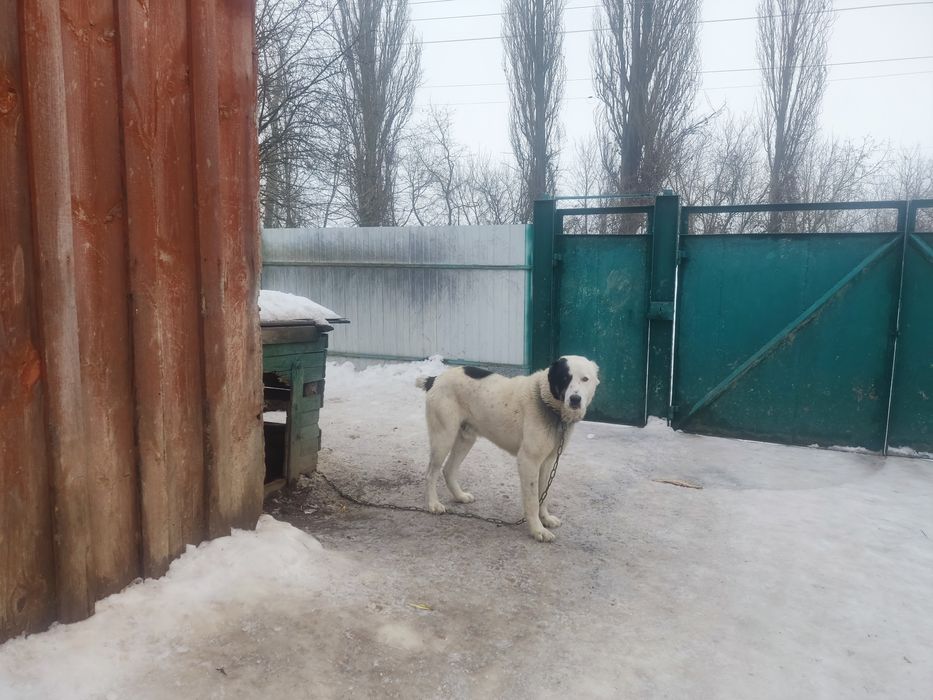 Пропонуються до бронювання хлопчики