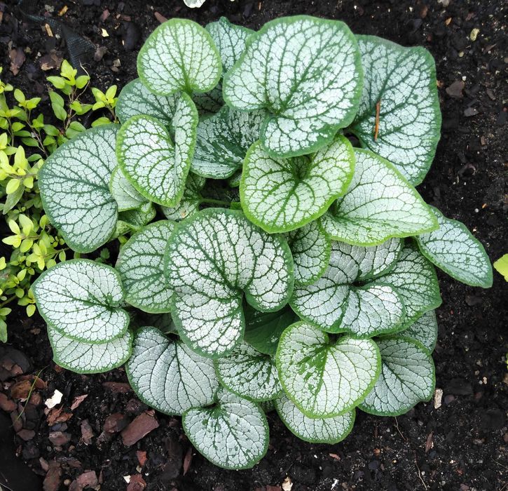 Barwinek dwukolorowy, brunera srebrno-zielona, żurawki.