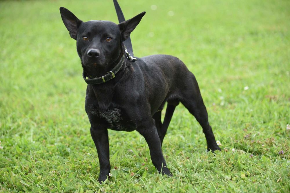 Lupus - młody psiak szuka domu