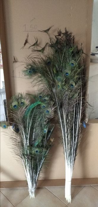 Vendo penas de pavão