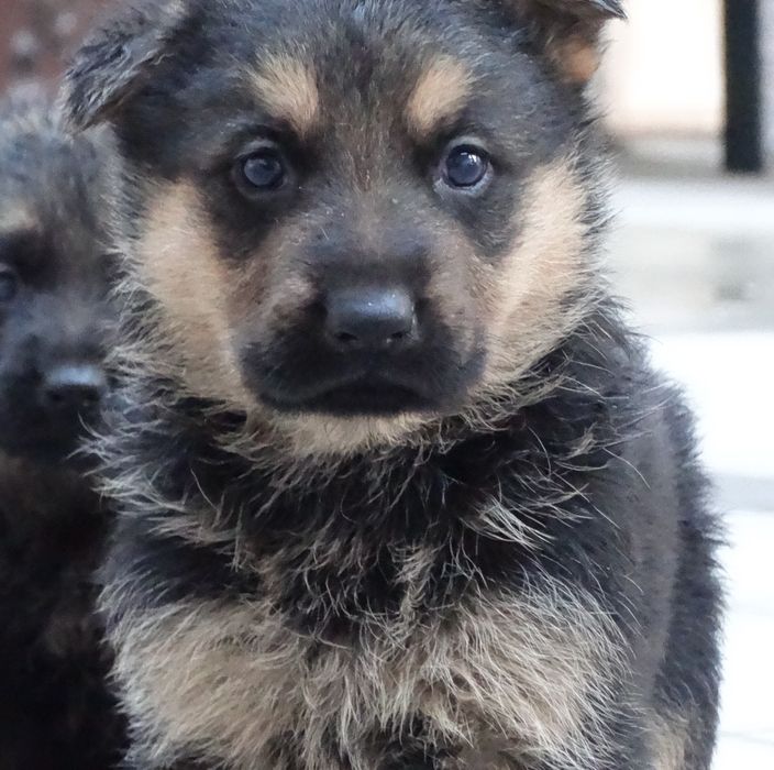 Pastor alemão macho