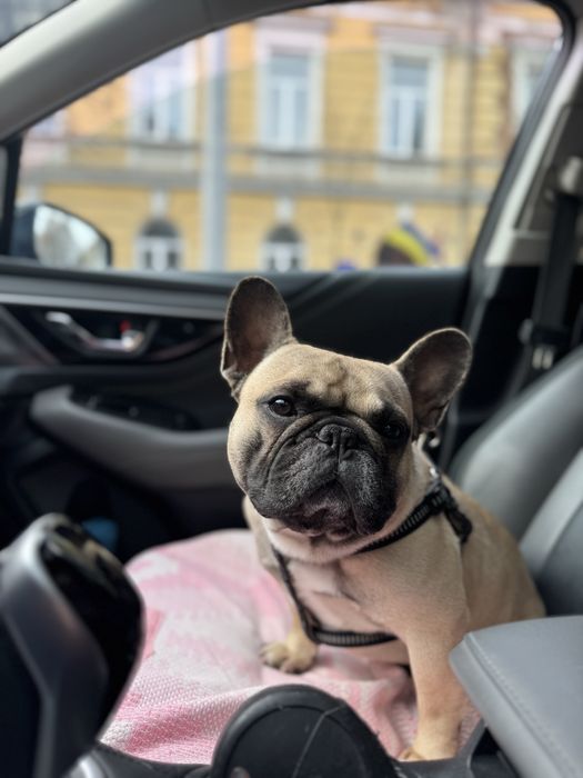 французький бульдог