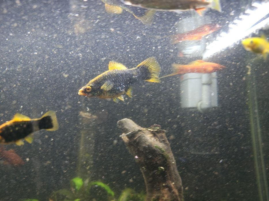 Rybki akwariowe, młode mieczyki czerwone i czarne