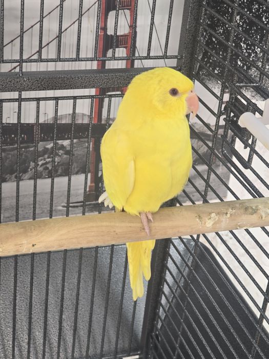 Ringneck amarelo 3 mesas