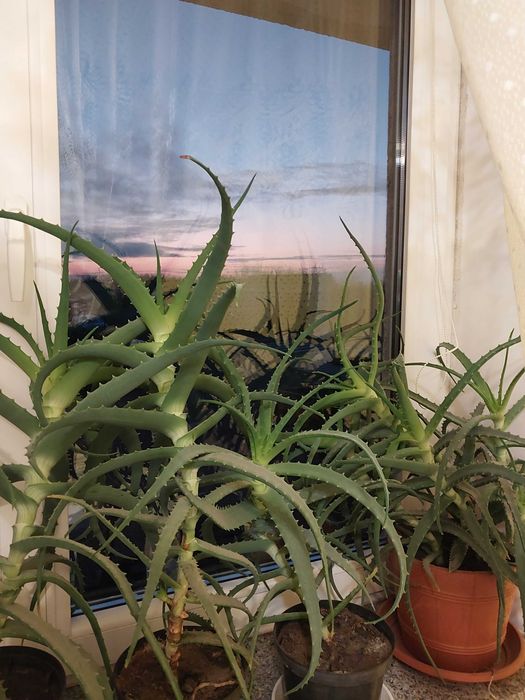 ALOES kwiat leczniczy