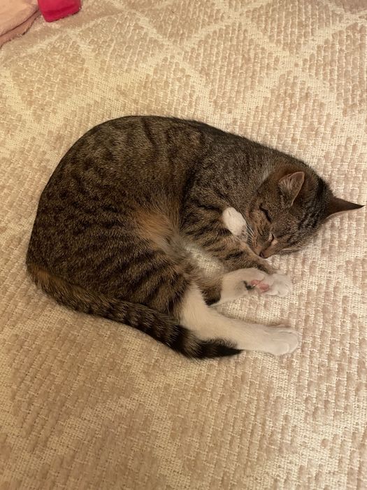 Oddam kotki w dobre ręce