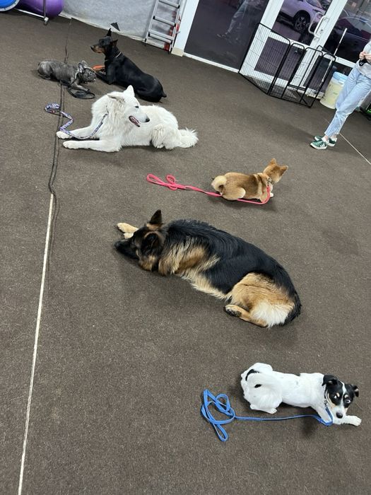 Кинолог, дрессировка Днепр kinologmarianna