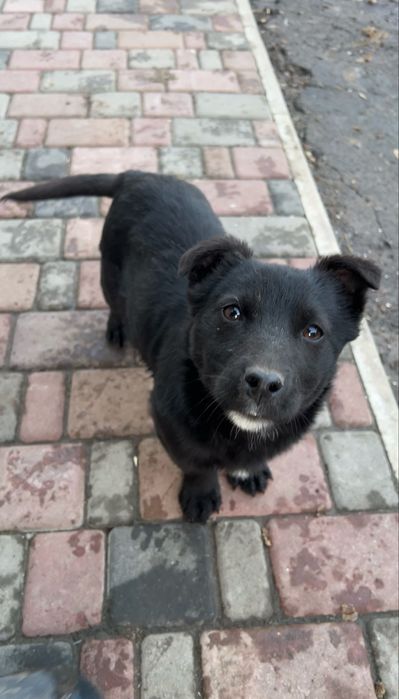 Шукаємо сімʼю для чорного ведмедика