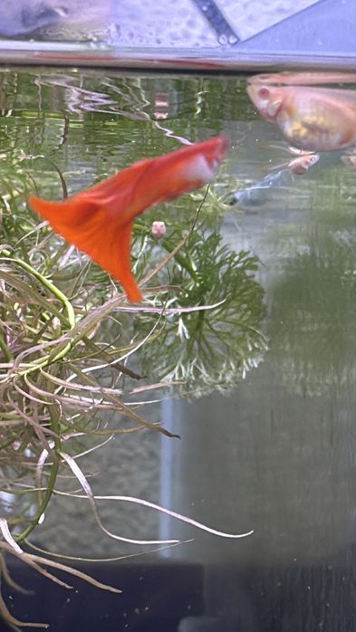 Peixes Ornamentais à Venda – Guppy, Platy e Molinésia