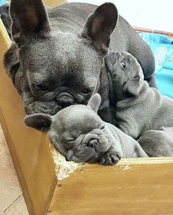 Чудові цуценятка під бронювання!