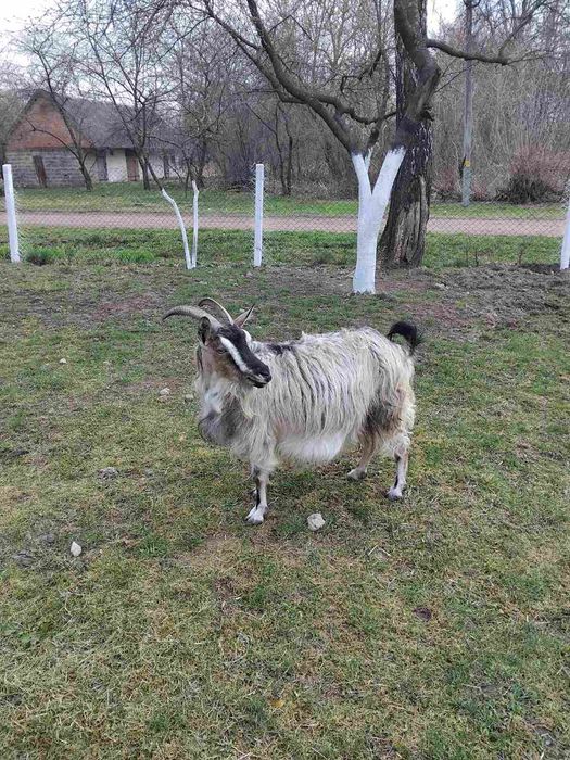 Продається котна коза