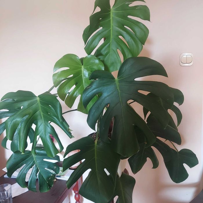 Monstera dziurawa