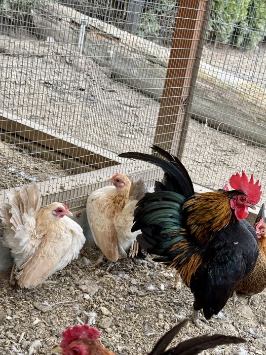 Serama Seramy  jaja lęgowe