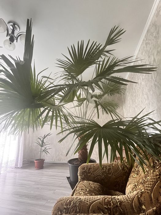 Продається пальма.