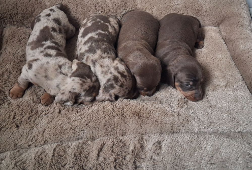 Jamnik choco merle standard