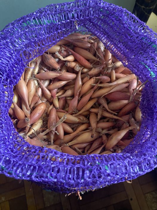 Продам цибулю тиканку довгеньку