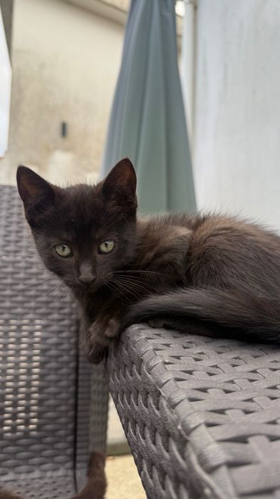 Gatinhos bebés para adoção