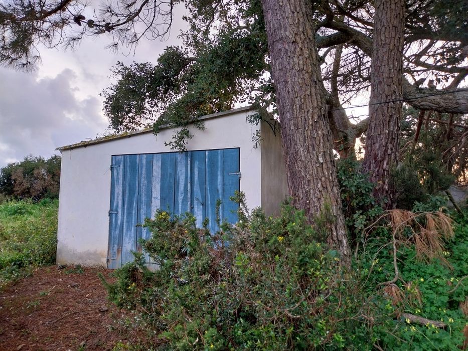 Terreno com árvores fruto