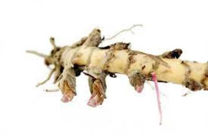 Мискантус Гигантский. MISCANTHUS GIGANTEUS, семена, корневища, ризомы.