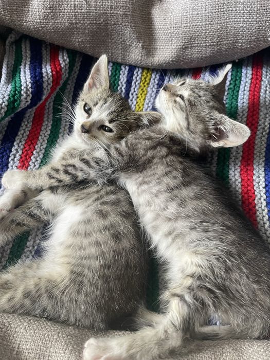 Котики, хлопчик та дівчинка